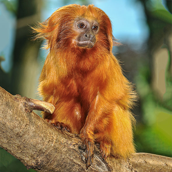 Rothandtamarin