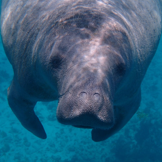 Manati@1x