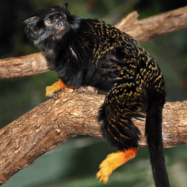 Rothandtamarin